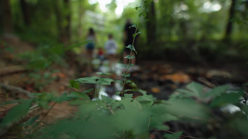 Family with children walking along a river in a wooded area