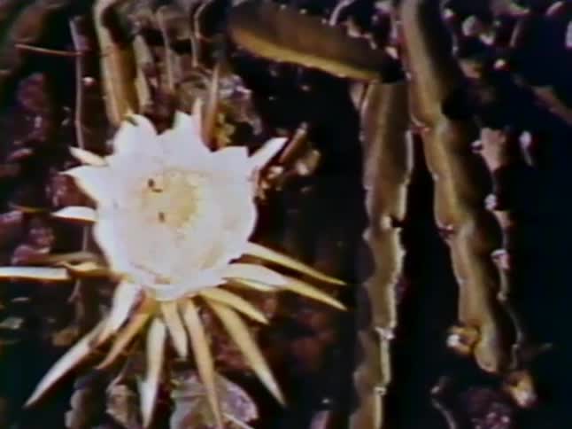 Bugs fly and land on a flower