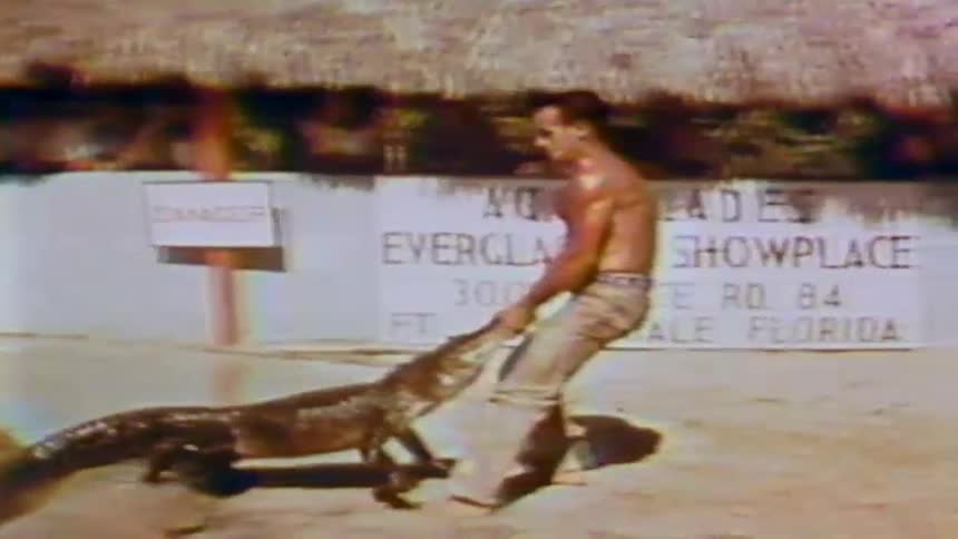 A man drags an alligator out of a pool