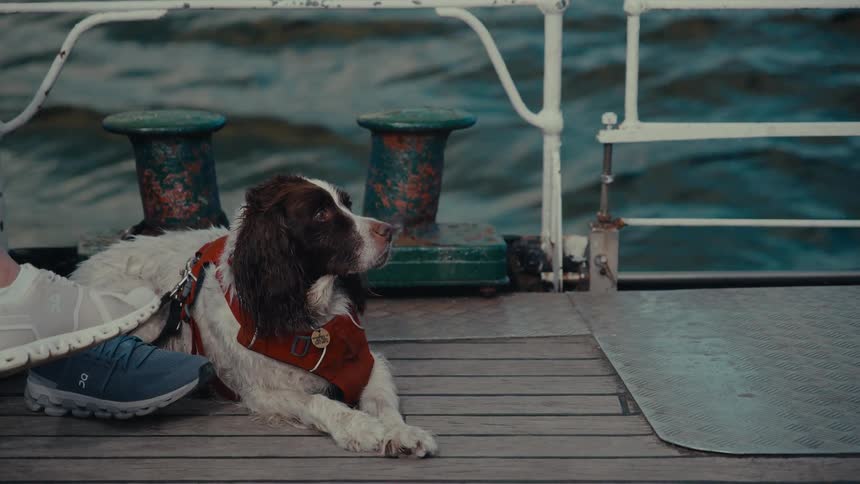 A large white and brown dog with a red harness lies on the wooden deck of a boat next to a persons foot in a blue shoe