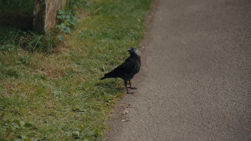 Close up of a black bird walking across a street during daytime
