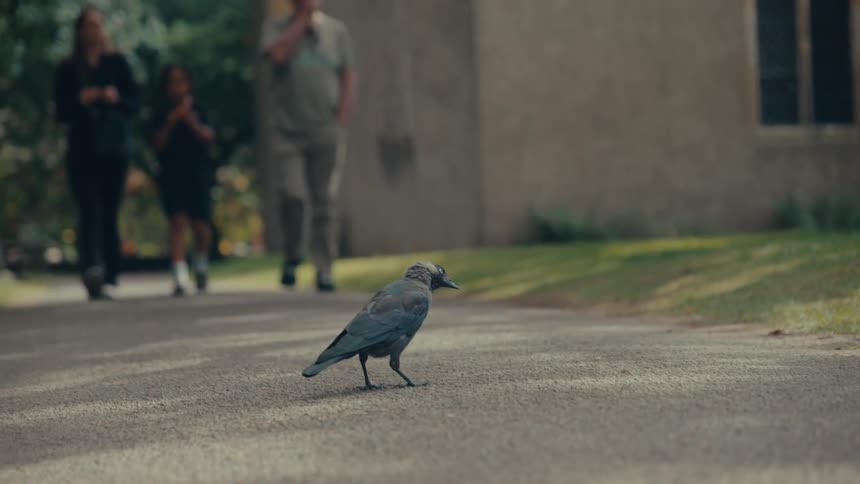 Close up of a black bird walking on a busy pathway in a city during daytime