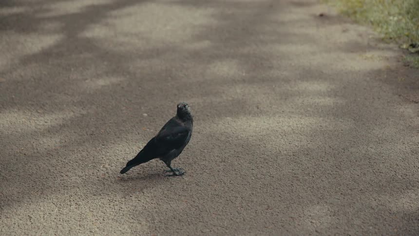 A black crow stands alone on a paved road in daylight