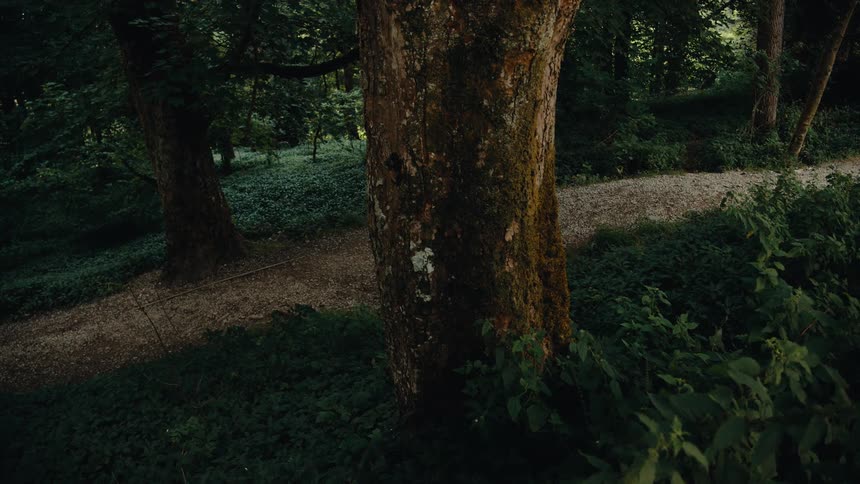 A winding lightcolored path made of small stones or gravel curves through a dark lush forest the path splits with one fork veering to the right and disappearing behind a large tree and the other continuing straight into the deeper woods