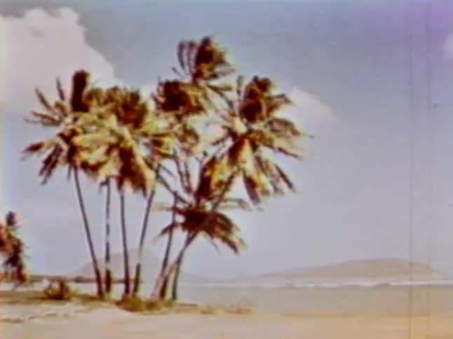 Palm trees sway in the breeze