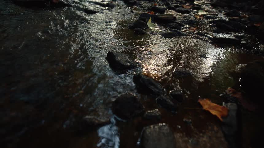 A shot focuses on a small calm stream flowing over dark rocks and golden brown leaves on a forest floor the camera is positioned low to the ground with the sound of a soft trickle audible