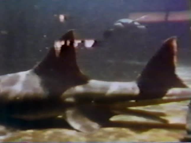A large shark swims in the water