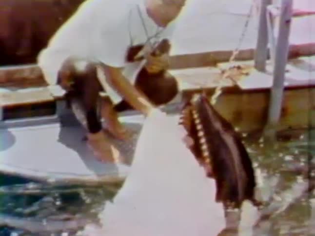 A man is cleaning a whales teeth