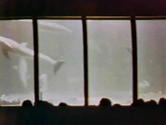 People watch dolphins swim through aquarium viewing windows
