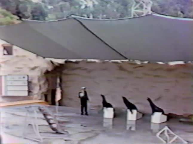 Three seals perform at an amusement park