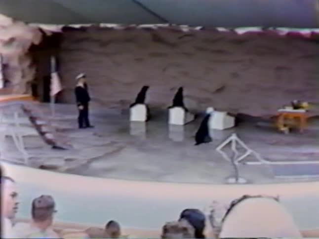 Three seals perform on a stage in front of an audience