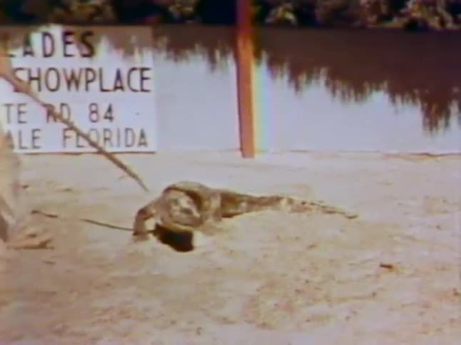 A man is poking an alligator with a stick