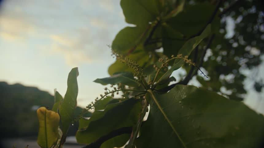 A closeup shot focuses on vibrant green leaves with dew drops swaying gently in the wind against the backdrop of a soft cloudy sky and a beach at sunset the camera slowly pans out revealing a wider view of the tropical setting