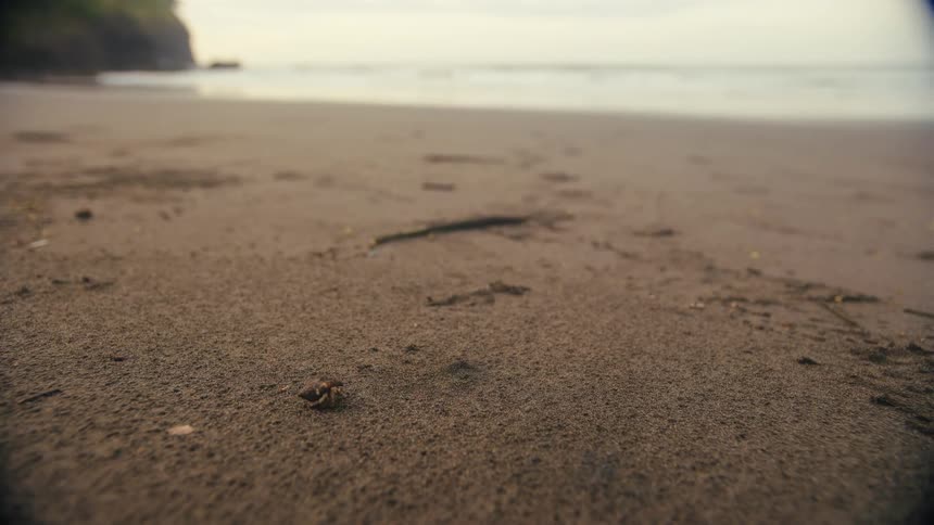 A small crab crawls on the wet sand of a beach near the ocean