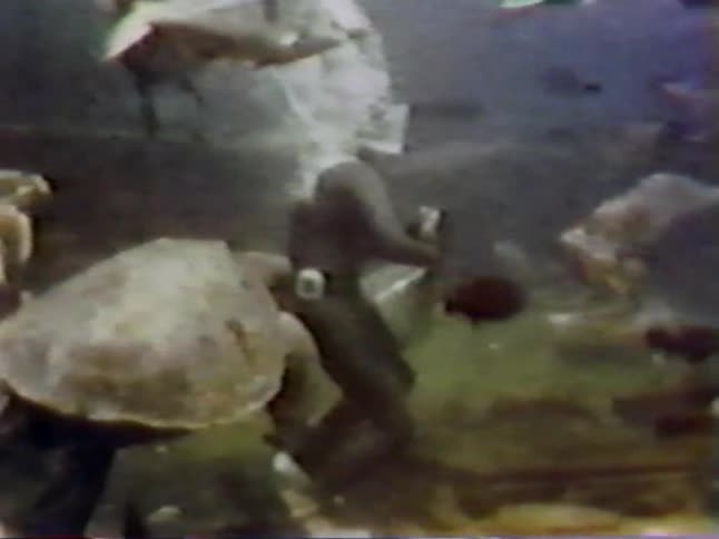 A diver throws food out to fish and turtles underwater