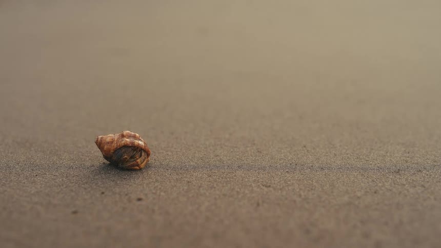 A seashell rests alone on the wet sandy beach