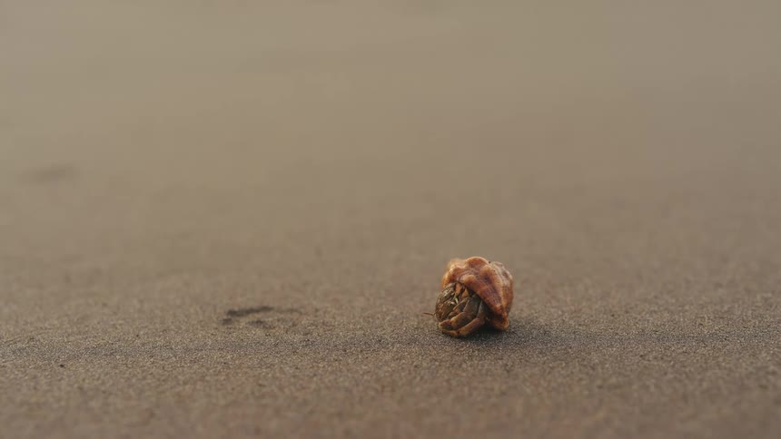 A small hermit crab on a sandy beach suddenly hides in its shell