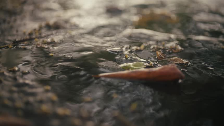 The video shows a closeup shot of a small stream or puddle with a leaf floating on the surface as the camera focuses the leaf is shown being pushed away by a gentle current revealing more leaves and debris in the water