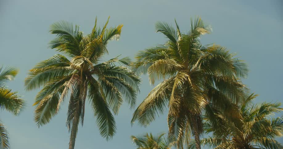 Several palm trees swaying in the breeze