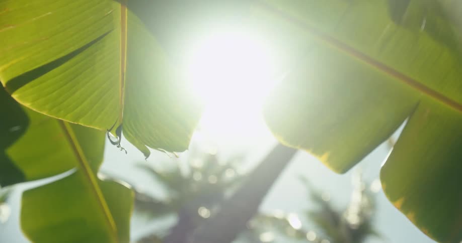 Palm frawns swaying in the breeze as the sunlight filters through