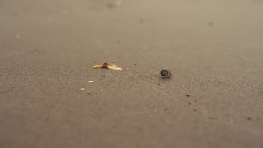 A very low angle shows a small bug with a dark body and a red head walking across a concrete surface toward the camera