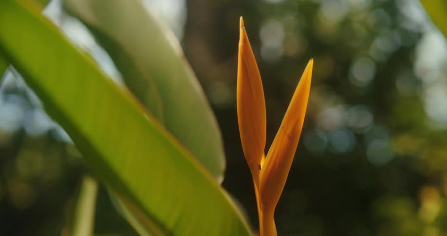 A plant with green leaves and a budding orange flower in a tropical environment
