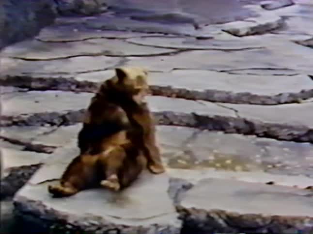 A bear scratches his tummy