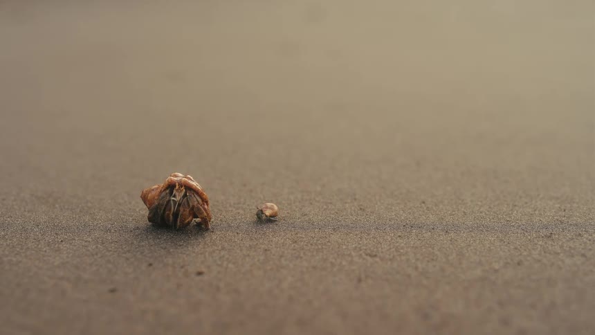 The video shows a hermit crab on a sandy beach the crab is small and is shown walking a short distance across the sand