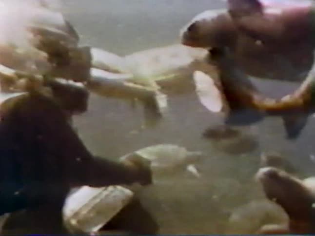 A diver is feeding large fish