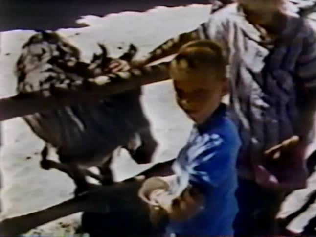 A boy is feeding a donkey