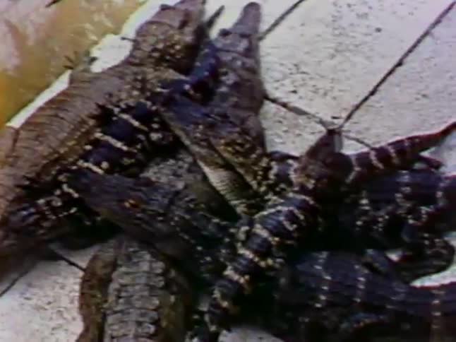 A group of alligators crawl on each other by a pool