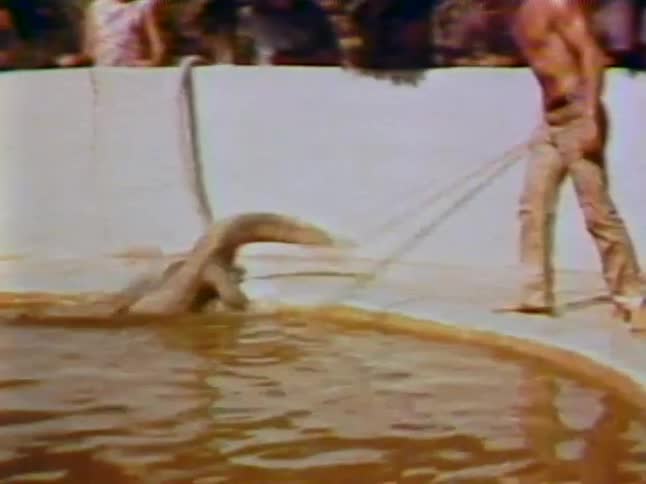 A man pokes an alligator with a stick
