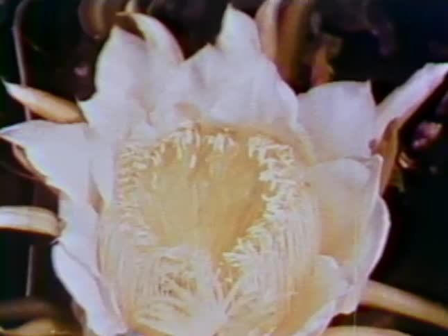 Bugs fly around a large white flower