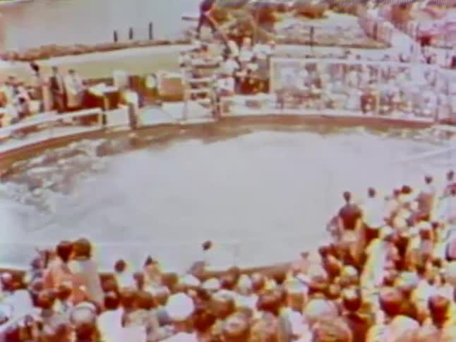 A whale jumps out of the pool and falls back in