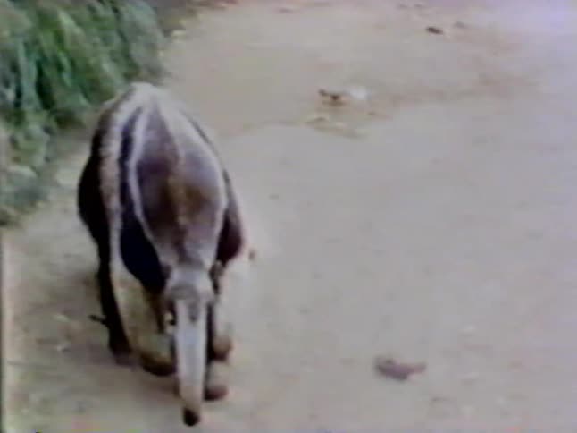 An anteater walks on the dirt