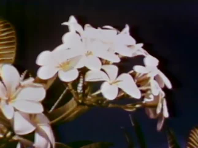 A bug flies around some white flowers