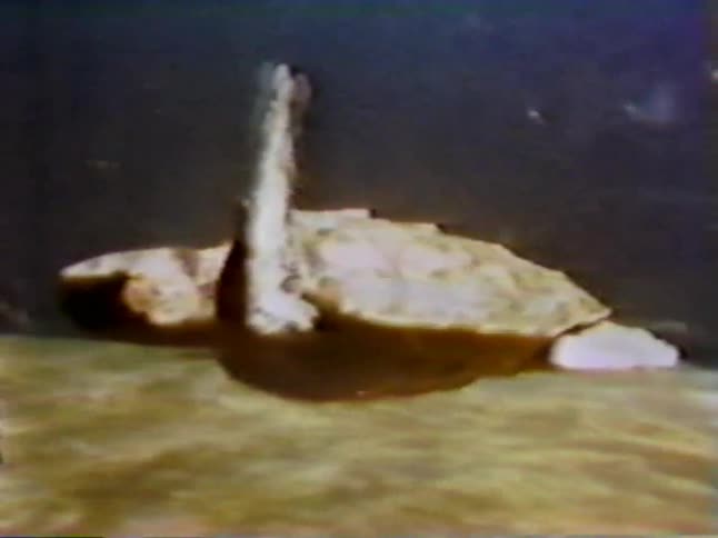A turtle swims underwater