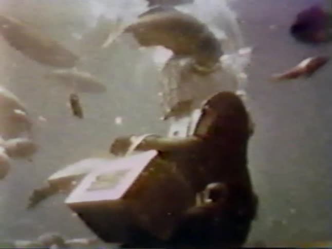 Fish swim around a diver who is giving out food