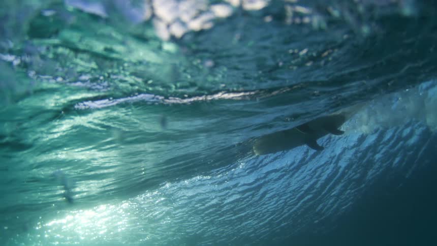 A lowangle shot captures a surfer riding a large wave the surfer is wearing a black wetsuit and has long hair flowing in the wind as they expertly glide along the waters surface