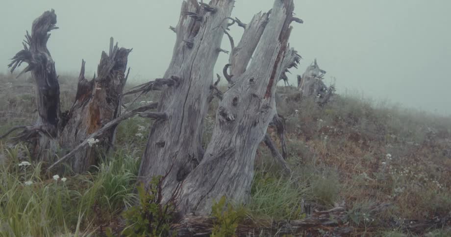 Heavy fog is on the driftwood