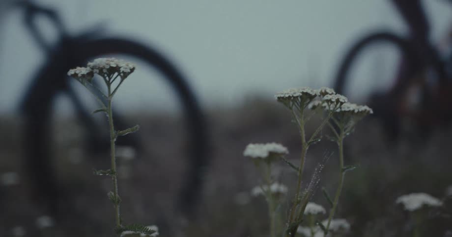 Two people ride their bicycles through a field outdoors filled with flowering plants during daytime