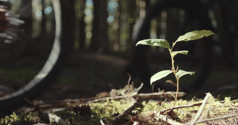 A plant with two leaves grows out of the ground on a forest floor and two people on bicycles passing by the side