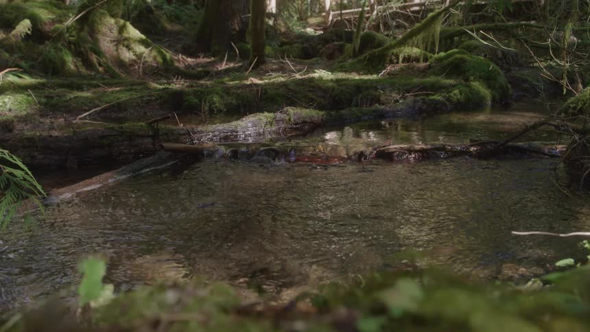 A narrow dark creek flows over mossy rocks and a fallen log in a dense forest