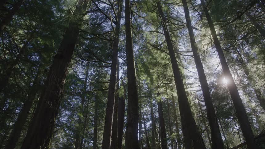 Tall evergreen trees stretch upward with sunlight filtering through their dense canopy