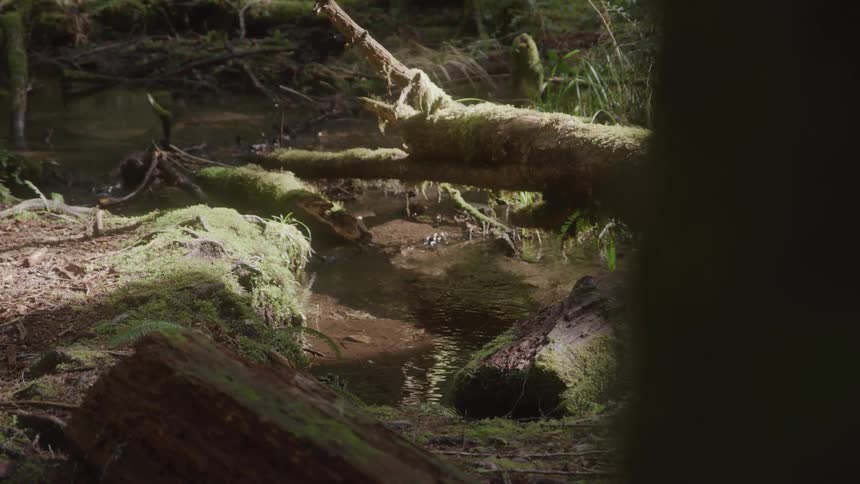 A creek flows through a forest with a log covered in moss spanning across it