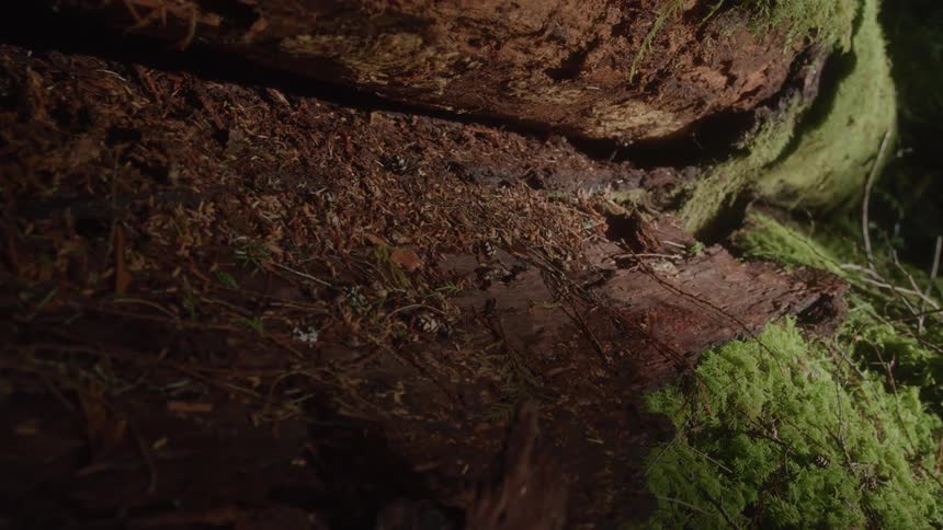 Fallen log covered with moss and dry leaves in the forest