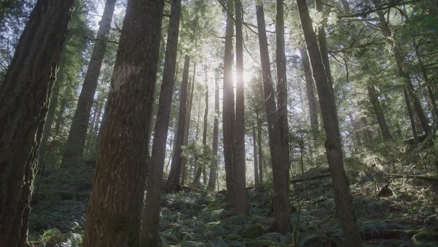 A shot from a forest floor looking up reveals towering trees with sun filtering through their branches the rays of light create a beautiful ethereal effect as they pierce through the canopy