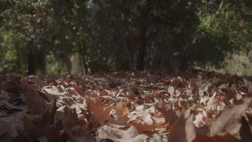The ground in the forest is covered with fall leaves