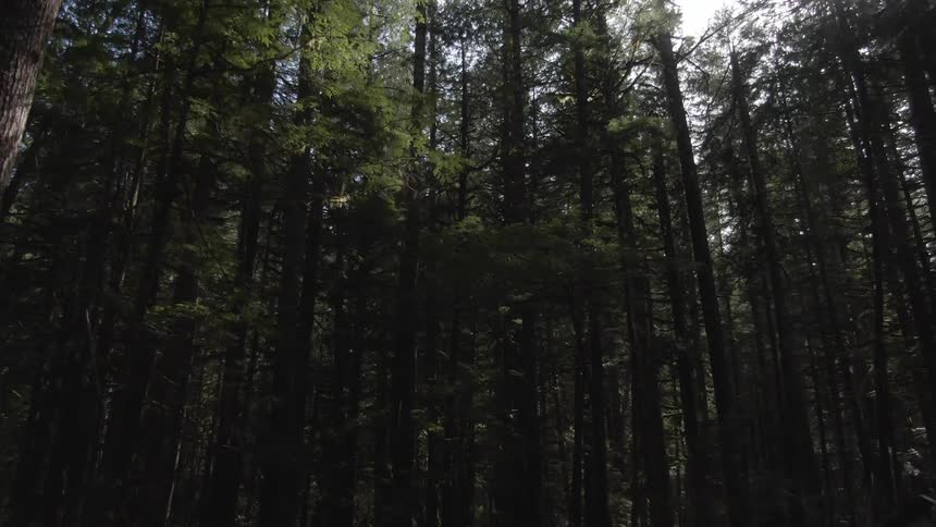 Tall trees on a forest outdoors during day time