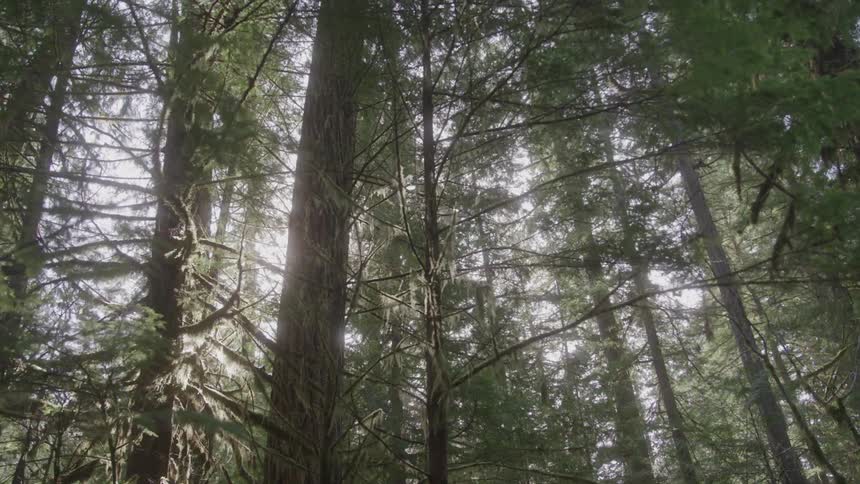 Sun rays filter through the dense canopy of a pine forest